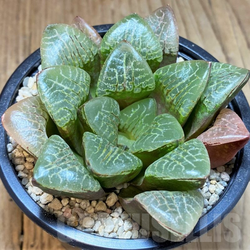 SH4199 Haworthia comptoniana 'Wanhua Jing'