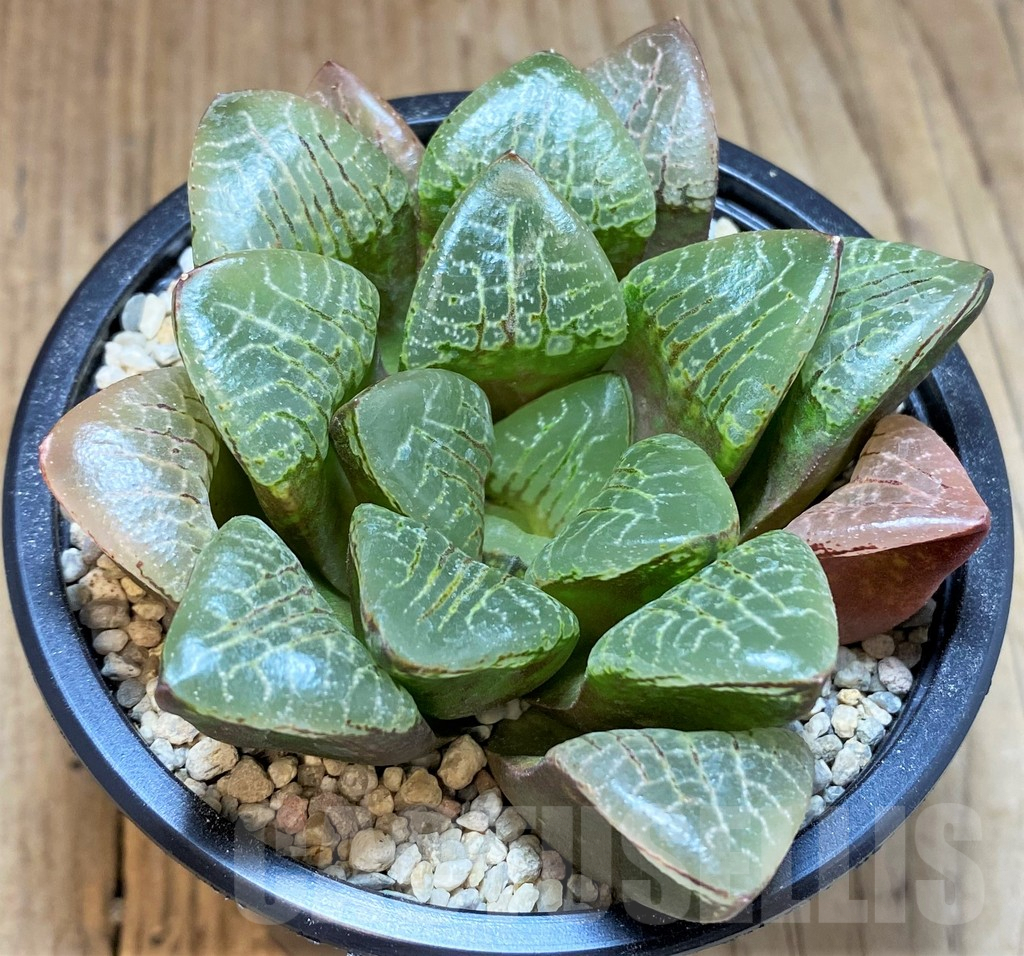 SH4199 Haworthia comptoniana 'Wanhua Jing'