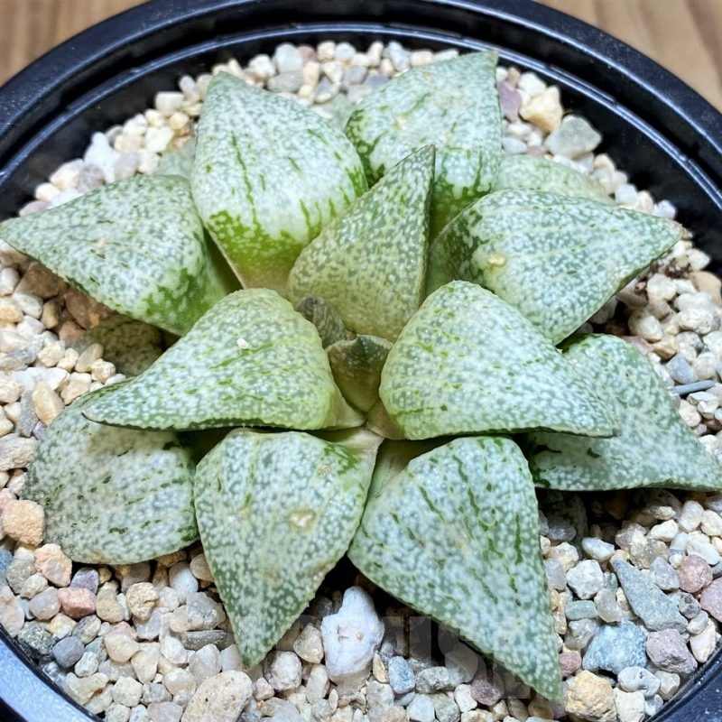 SH4200 Haworthia picta 'Spring Snow'