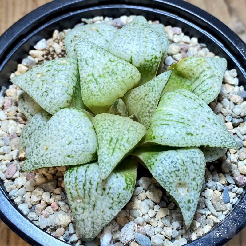 SH4201 Haworthia picta 'Spring Snow'