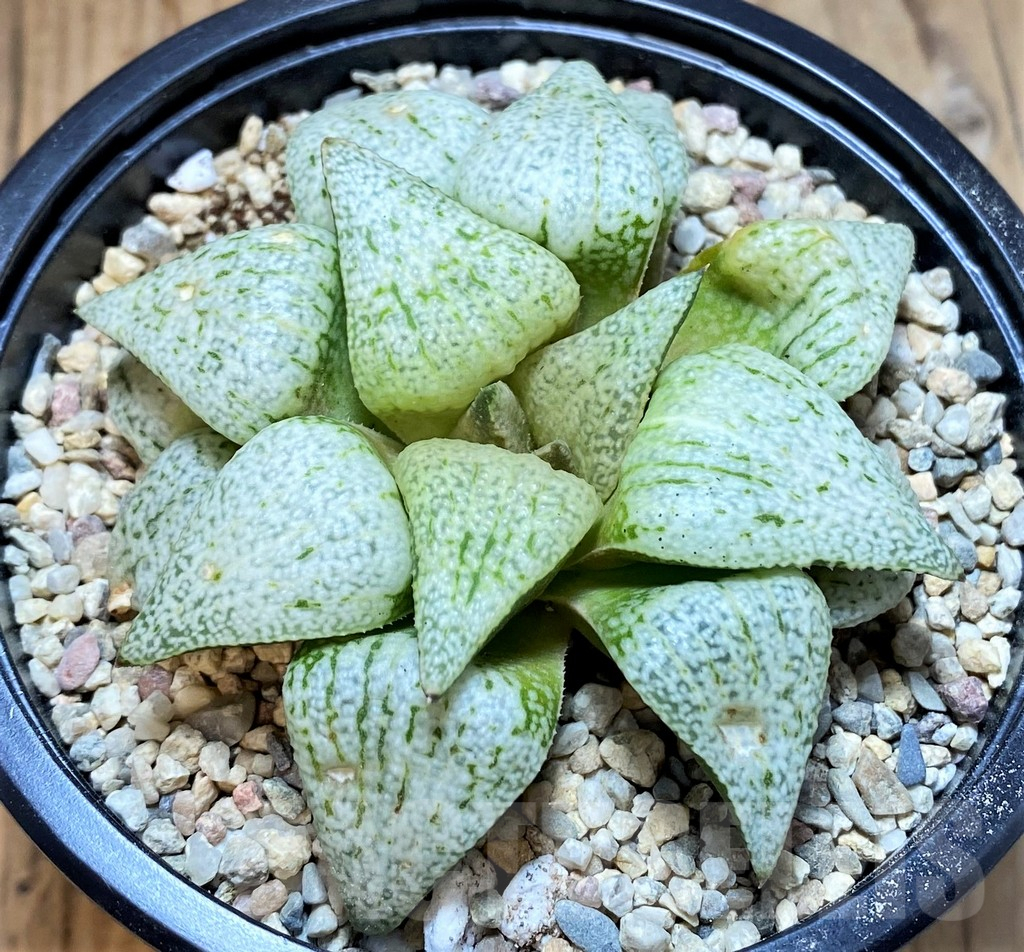 SH4201 Haworthia picta 'Spring Snow'