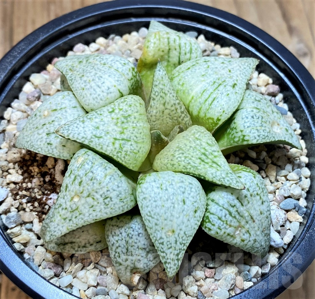 SH4201 Haworthia picta 'Spring Snow' - Image 2