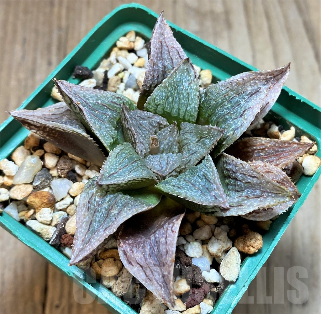 SH4160 Haworthia ’La vie rose’ HKCX 12