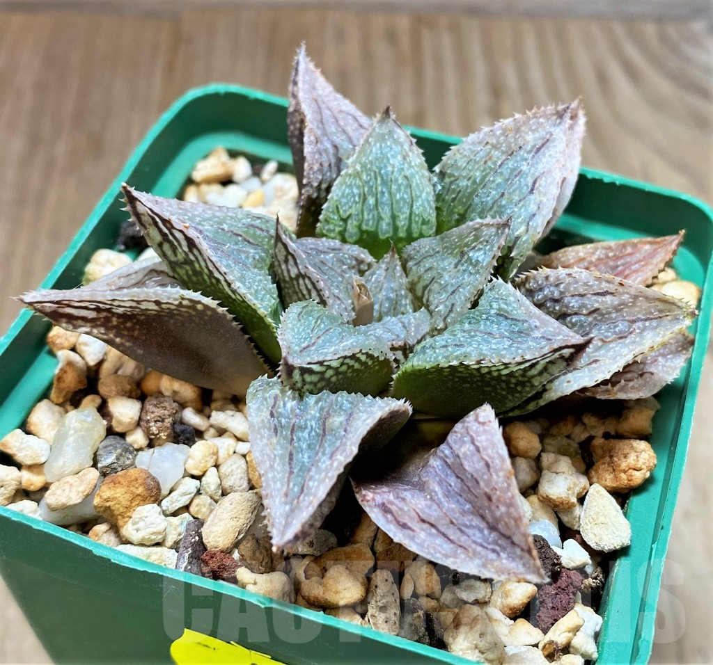 SH4160 Haworthia ’La vie rose’ HKCX 12 - Imagen 2