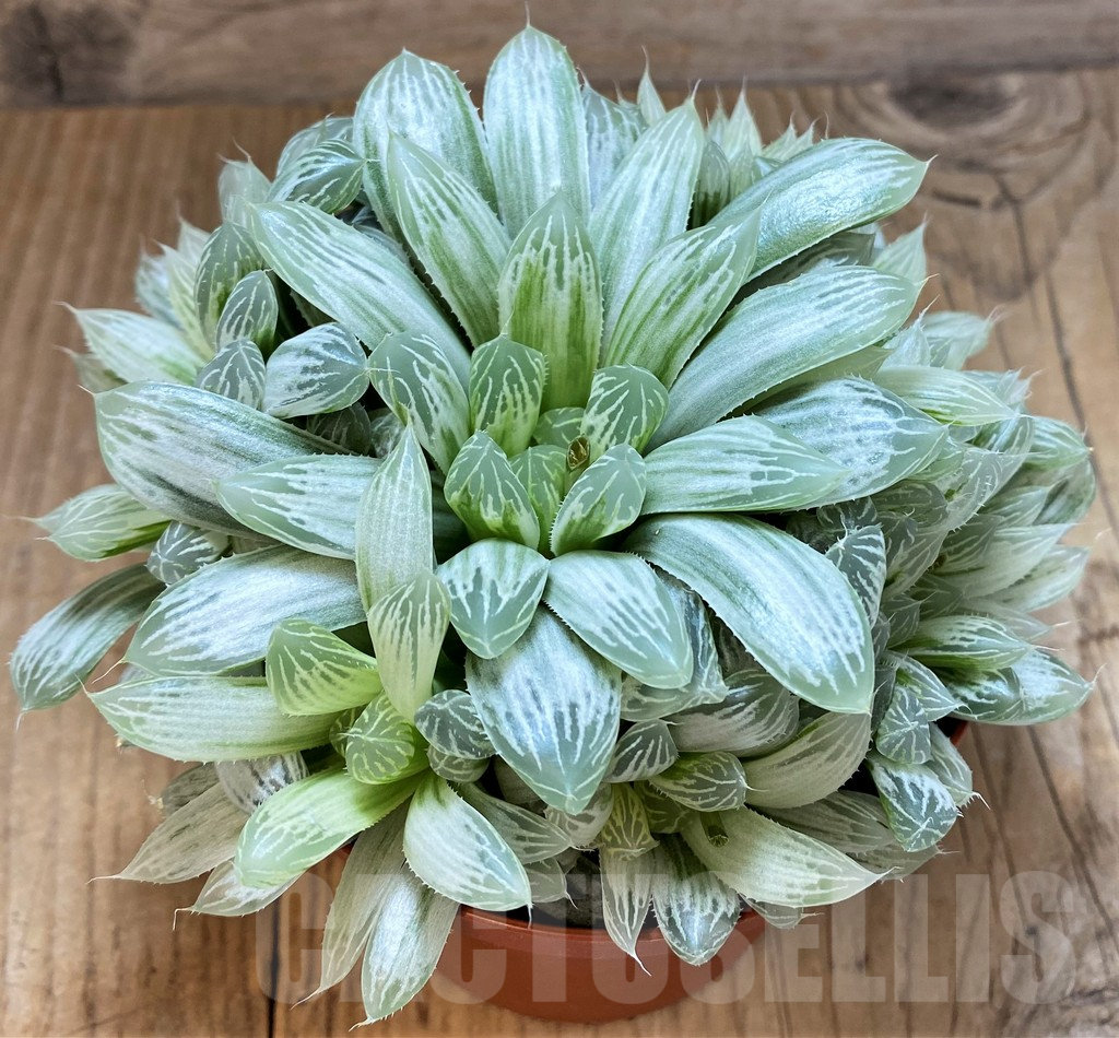 SR4162 Haworthia cooperi f. variegata