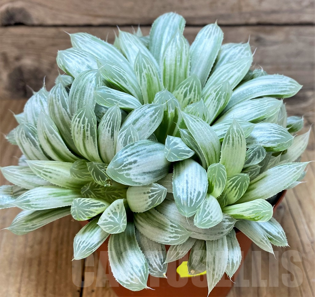 SR4162 Haworthia cooperi f. variegata - Зображення 2