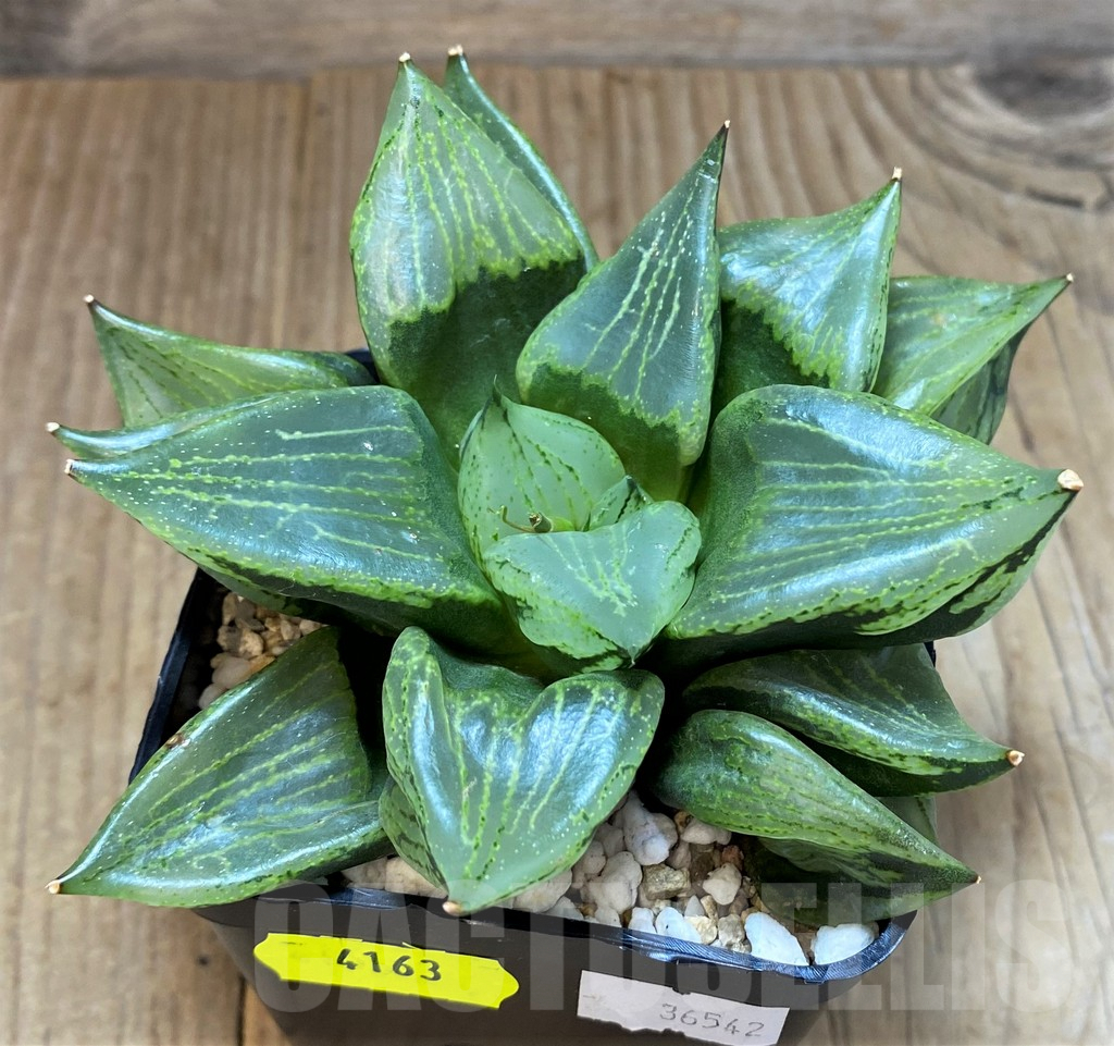 SH4163 Haworthia comptoniana 'Urahannya' - Image 3