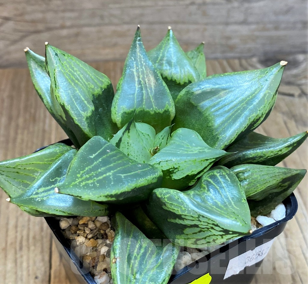 SH4163 Haworthia comptoniana 'Urahannya' - Image 2