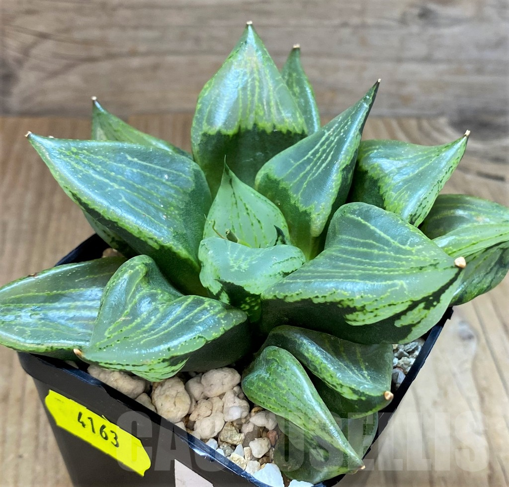 SH4163 Haworthia comptoniana 'Urahannya'