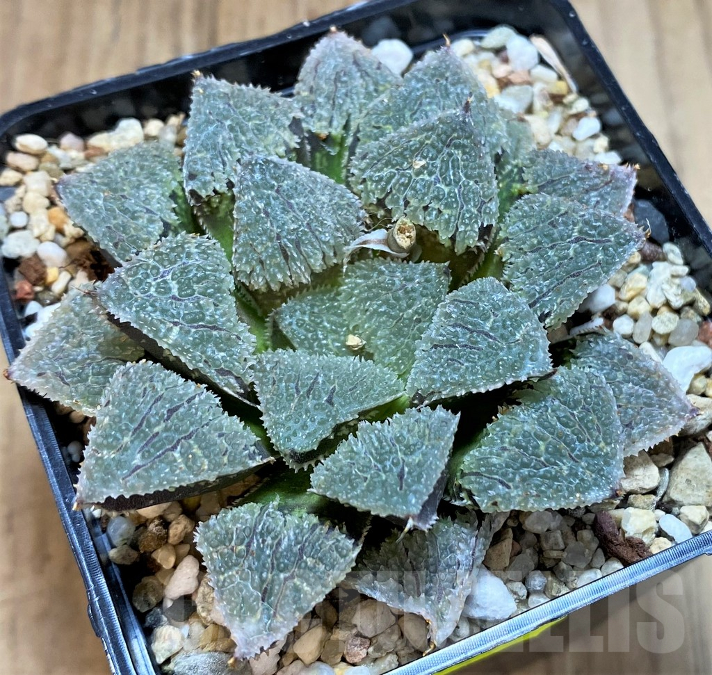 SH4164 Haworthia wimii 'Yoroi'