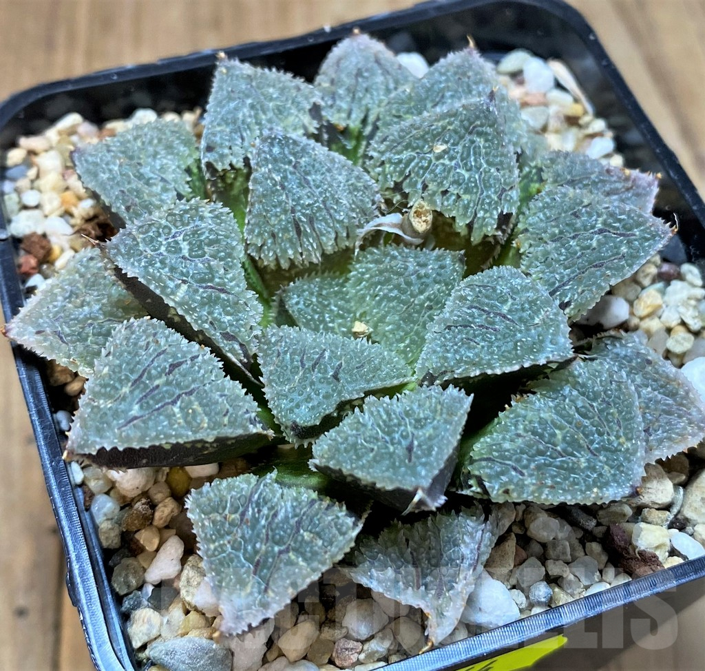 SH4164 Haworthia wimii 'Yoroi' - Image 2