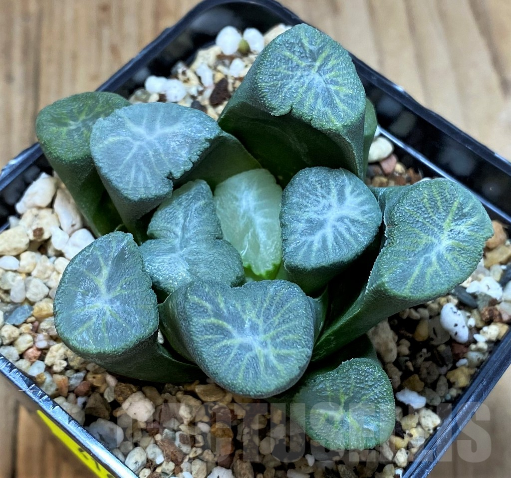 SH4166 Haworthia maughanii 'Snow Country Vientiane'