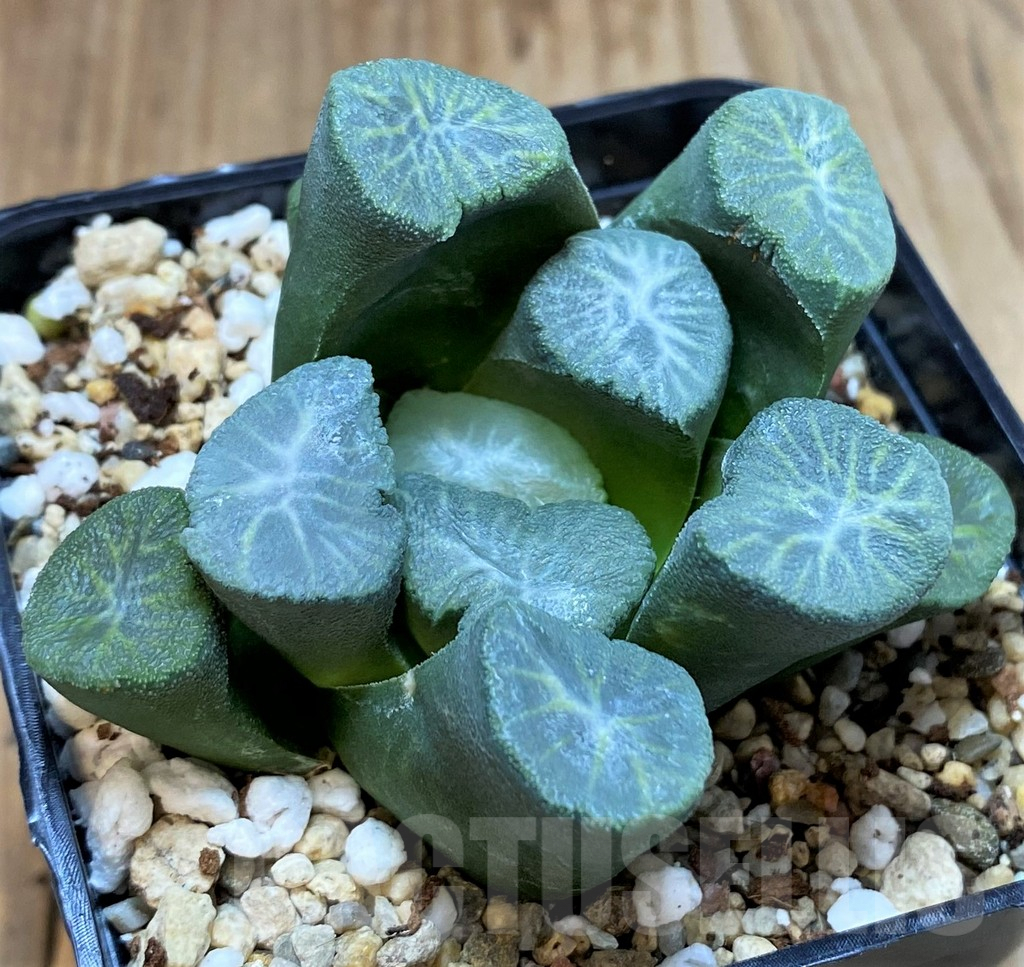 SH4166 Haworthia maughanii 'Snow Country Vientiane' - Image 2