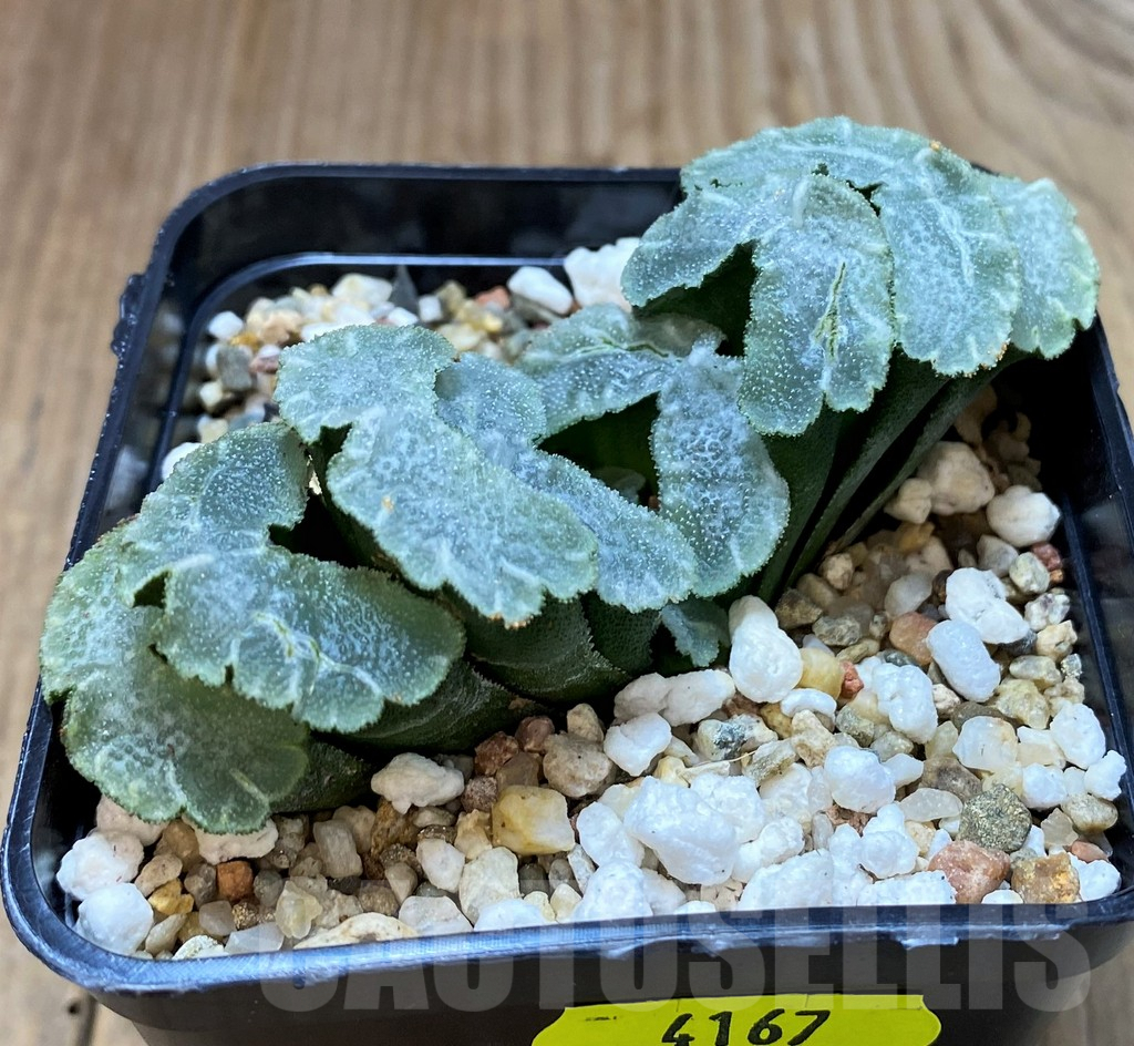 SH4167 Haworthia truncata 'Yu Ji' - Image 2