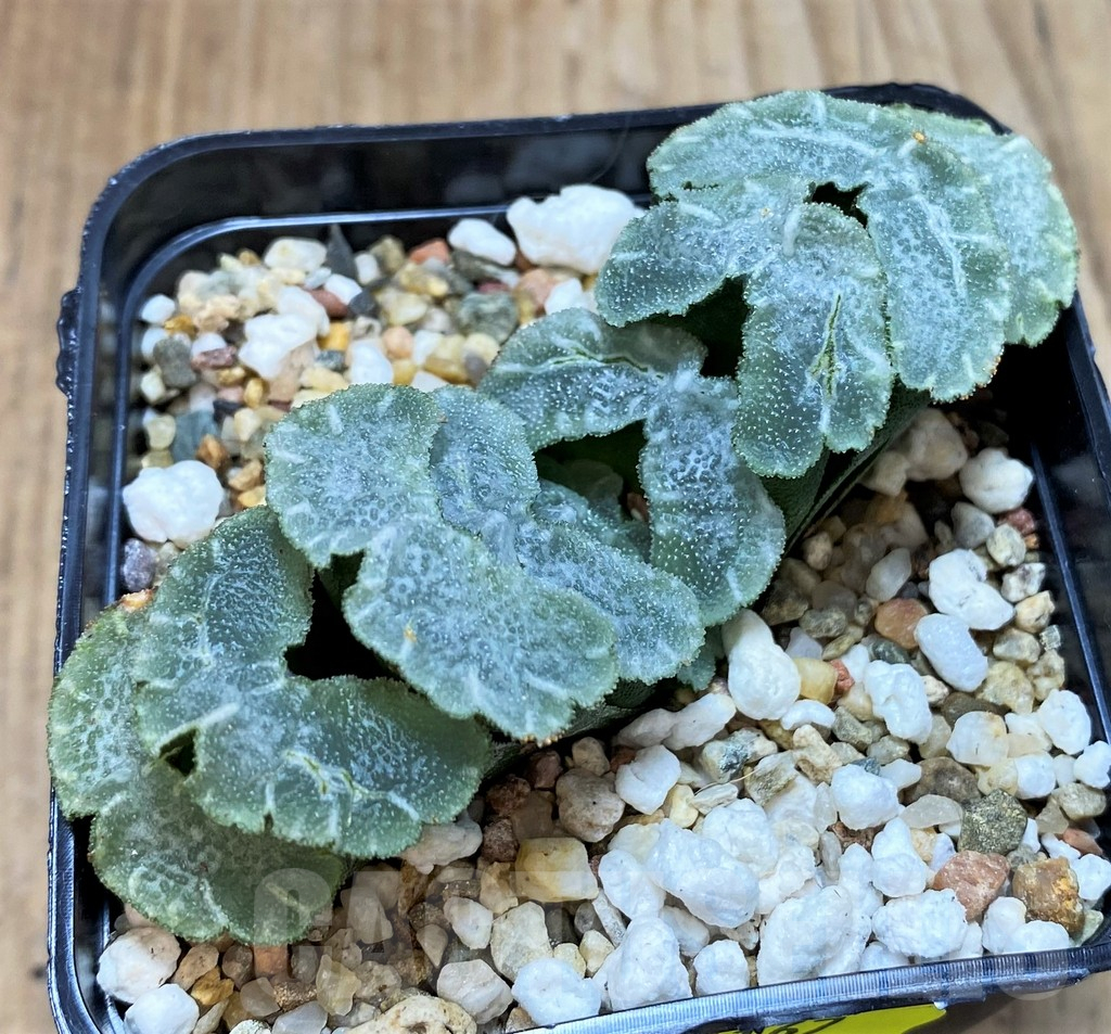 SH4167 Haworthia truncata 'Yu Ji'