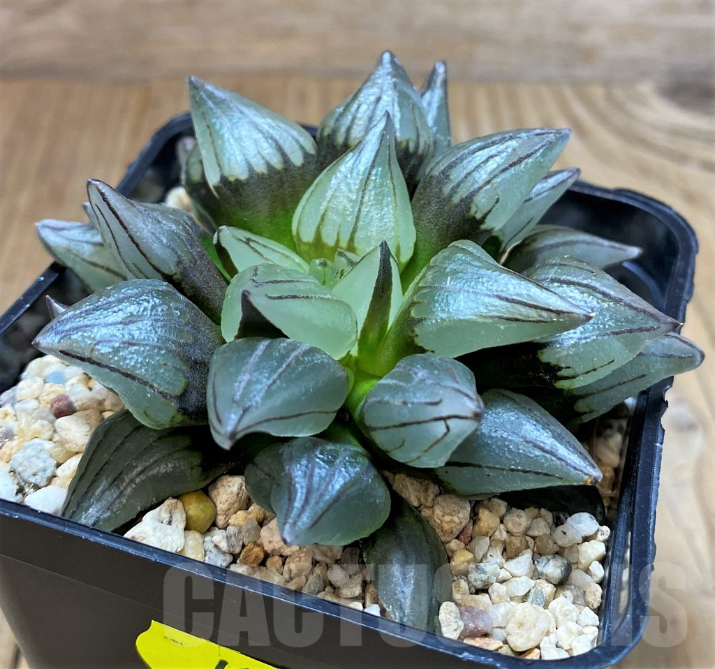 SH4168 Haworthia atrofusca 'Watermelon'