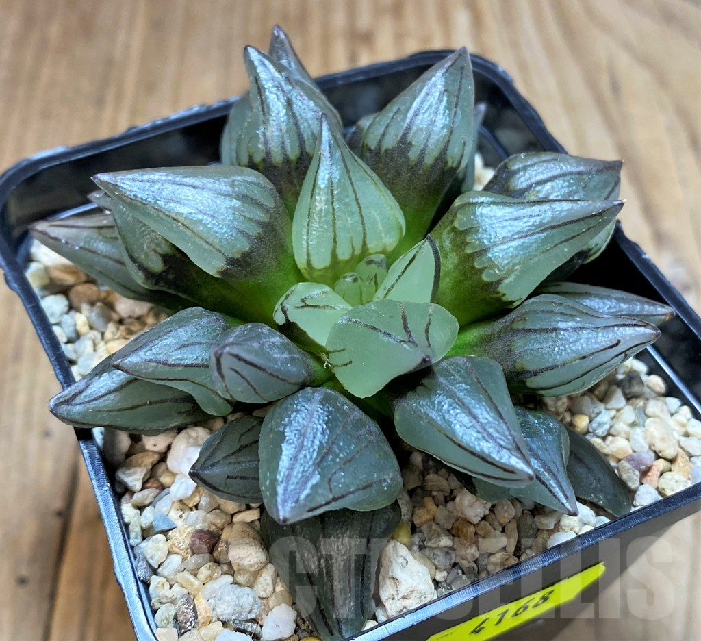 SH4168 Haworthia atrofusca 'Watermelon' - Image 2