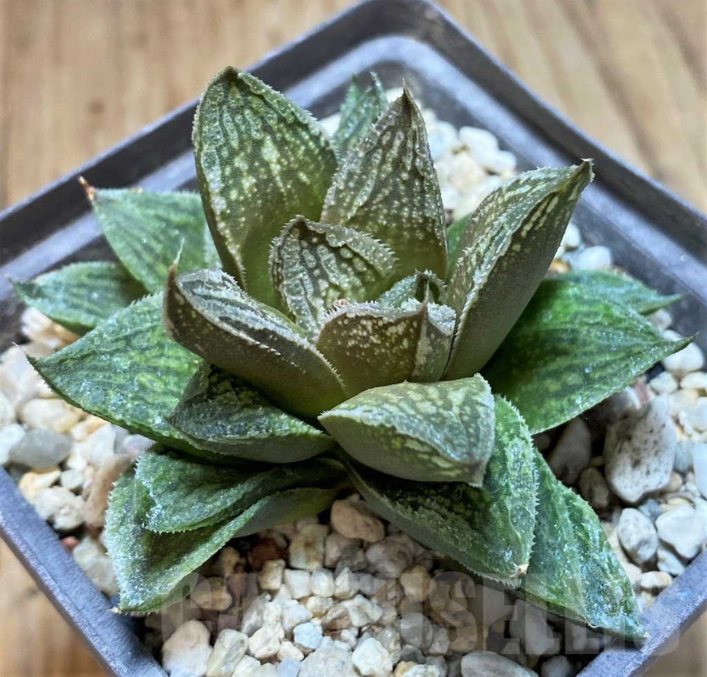 SH4169 Haworthia 'Black Major' x 'Yulia' - Image 2