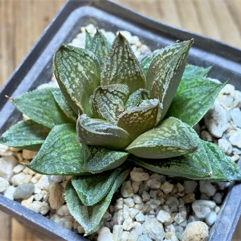 SH4169 Haworthia 'Black Major' x 'Yulia'