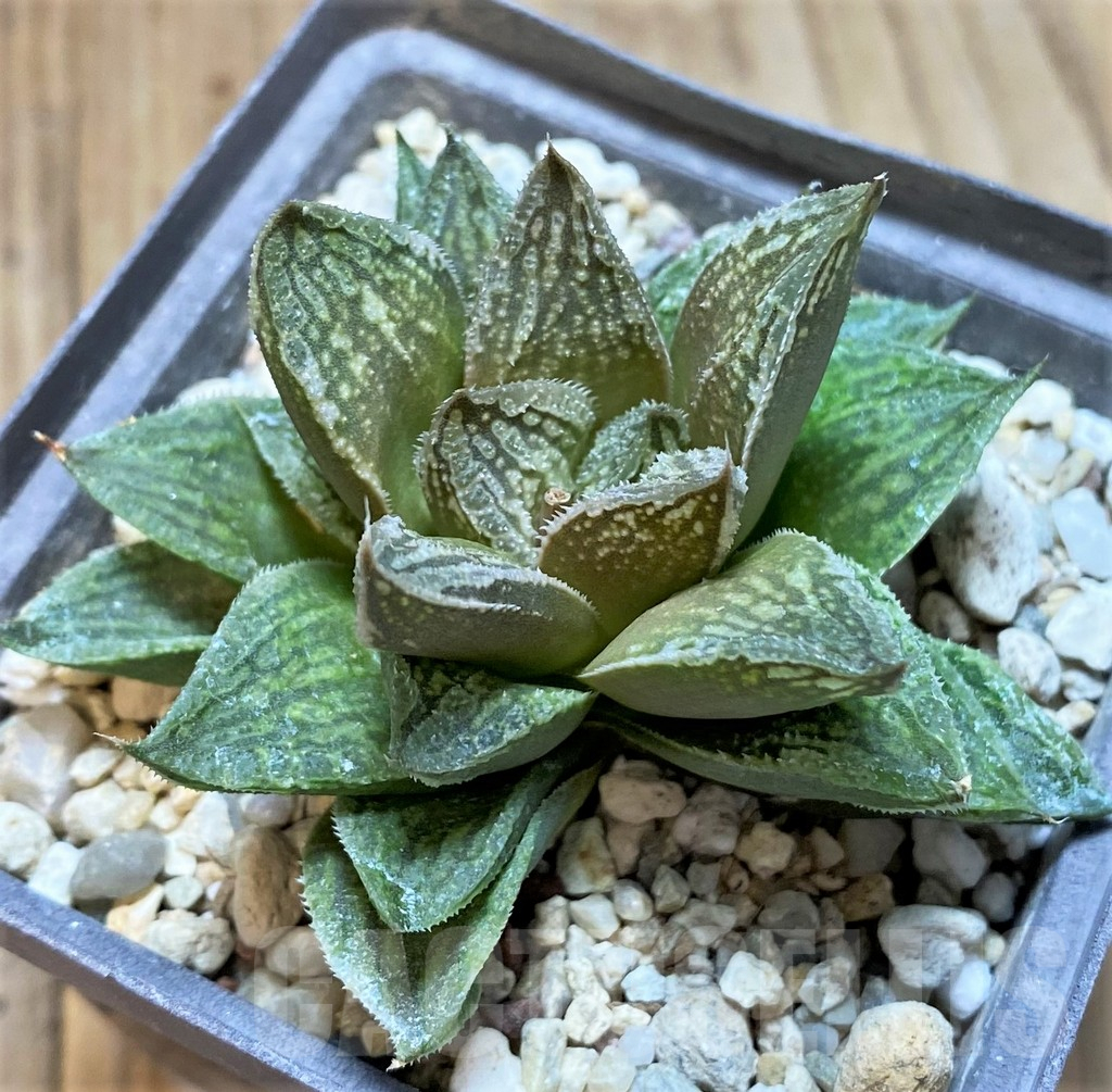 SH4169 Haworthia 'Black Major' x 'Yulia'