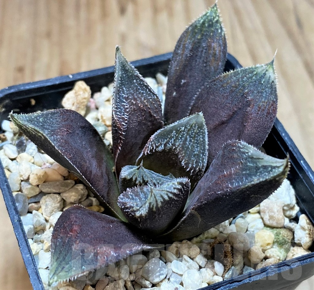 SH4171 Haworthia 'Hatsushimo' hybris G412
