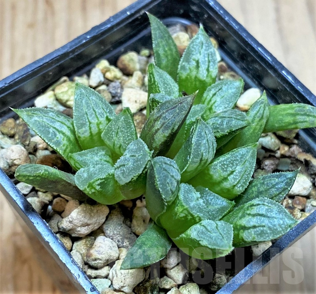 SH4173 Haworthia 'Love Heart'