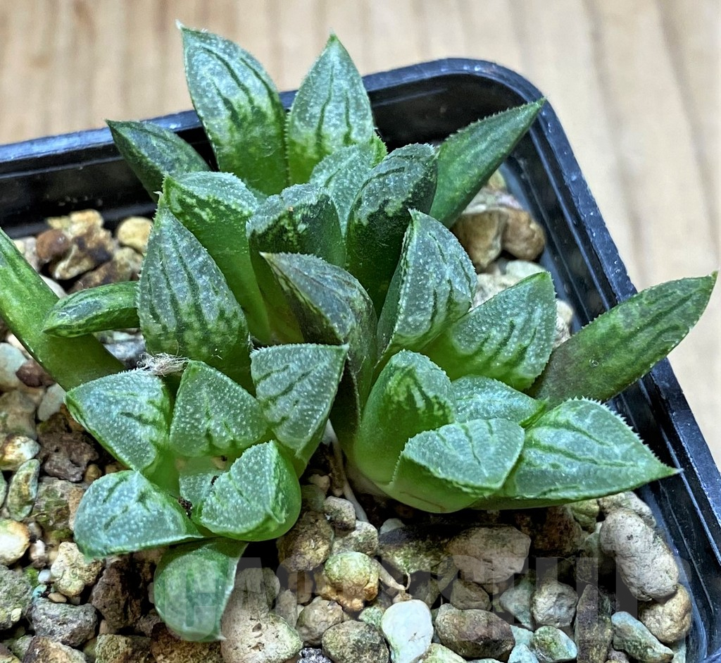 SH4173 Haworthia 'Love Heart' - Obrázek 2