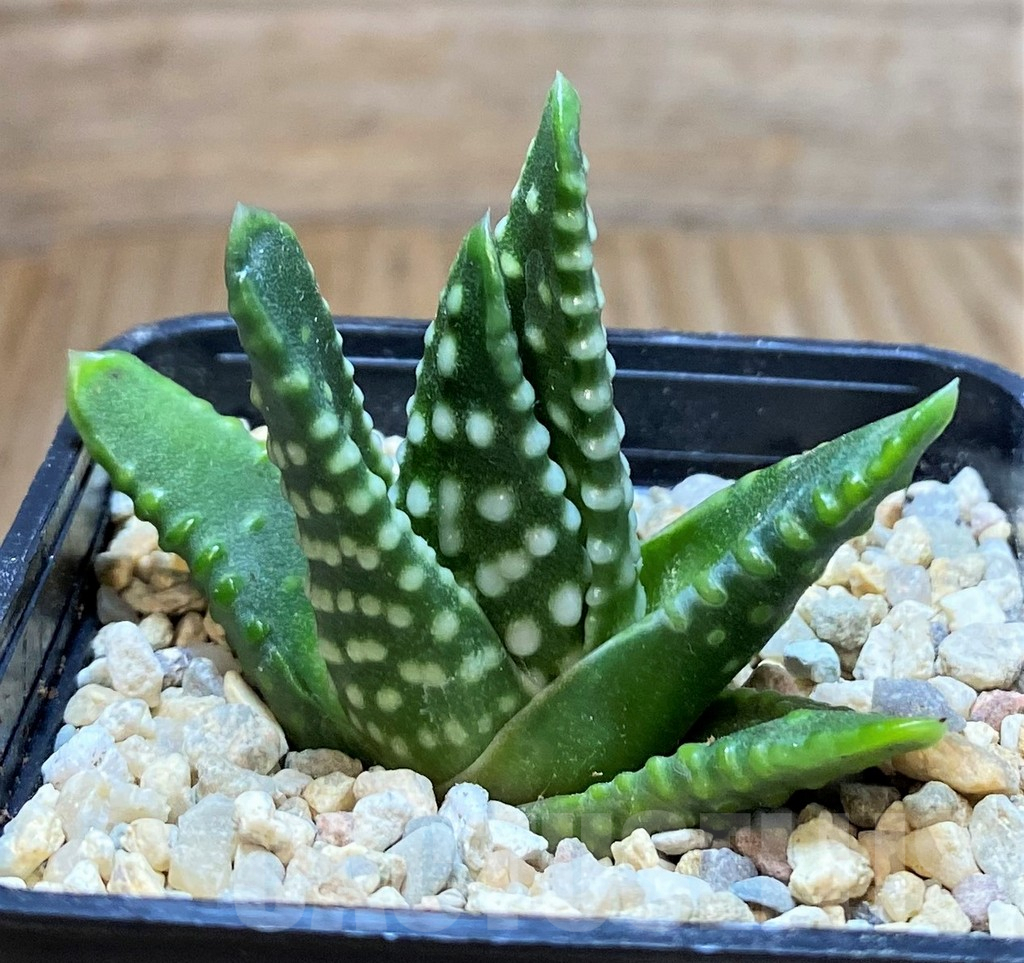 SH4174 Haworthia 'Zenigata' - immagine 3