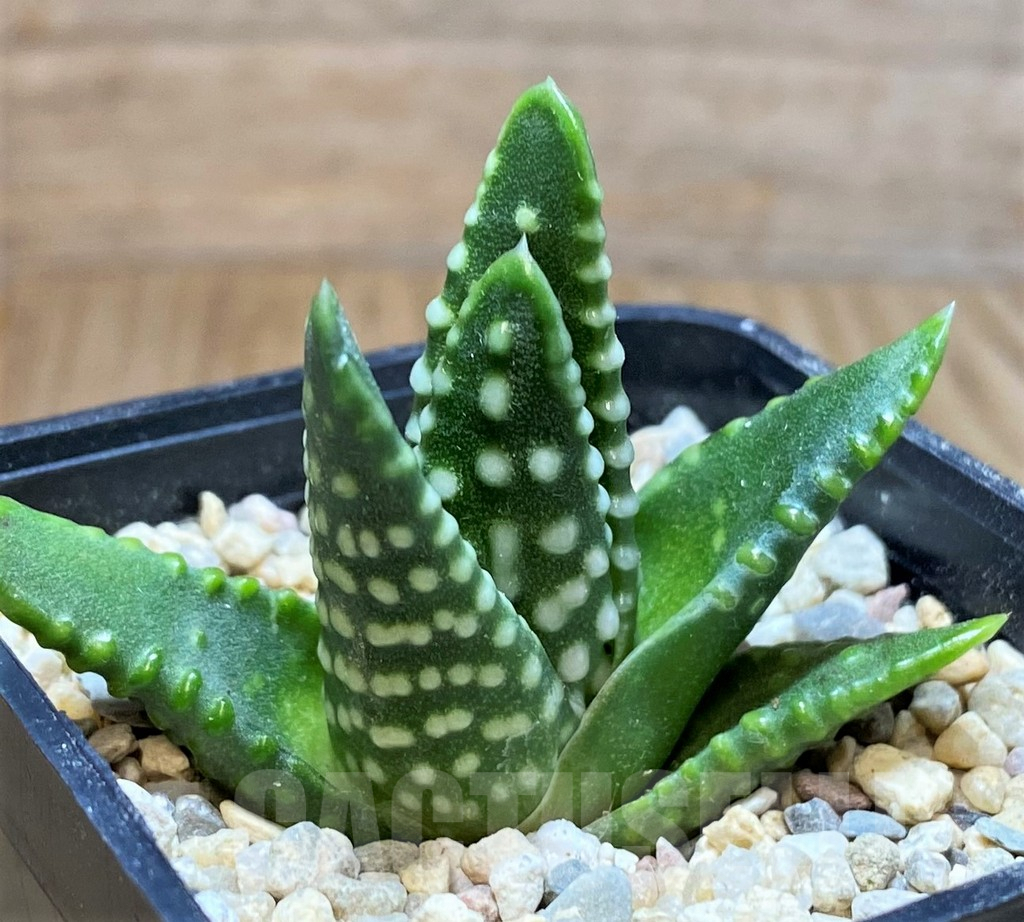 SH4174 Haworthia 'Zenigata' - immagine 2