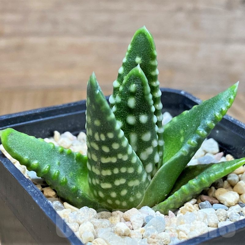 SH4174 Haworthia 'Zenigata'