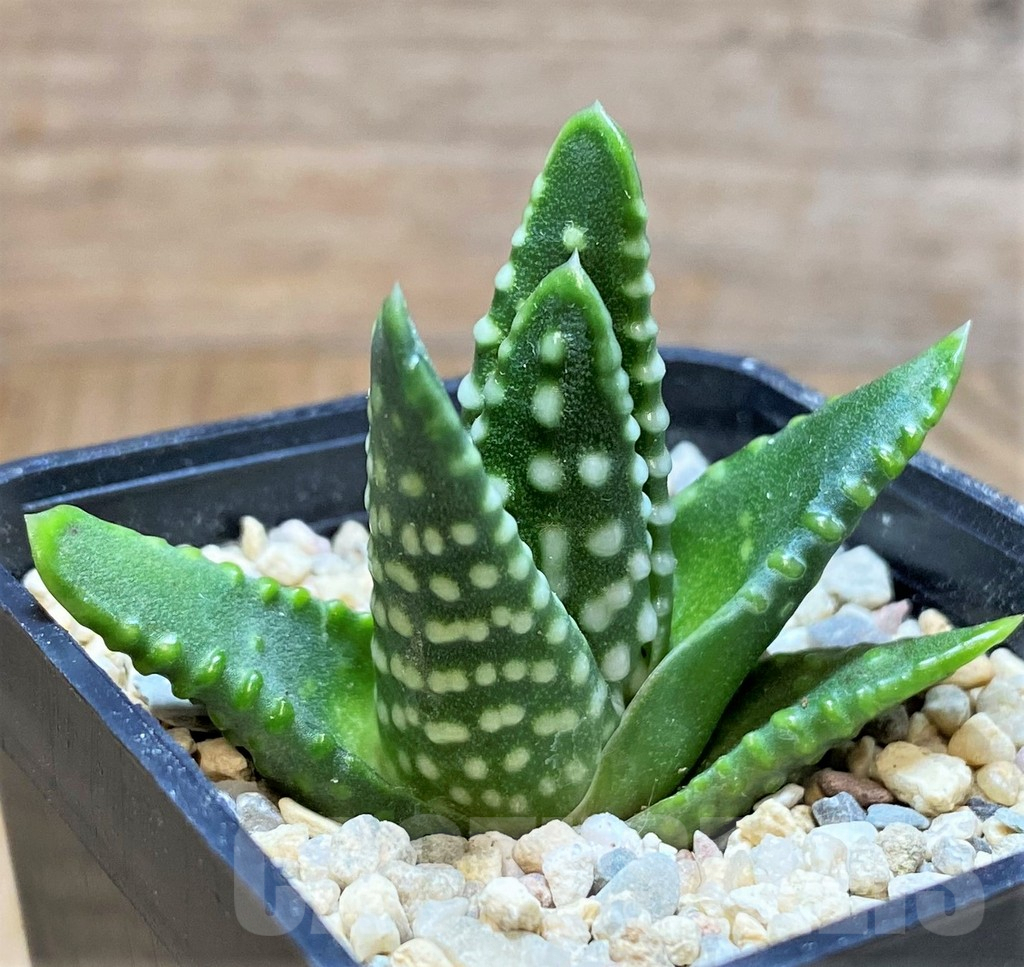 SH4174 Haworthia 'Zenigata'