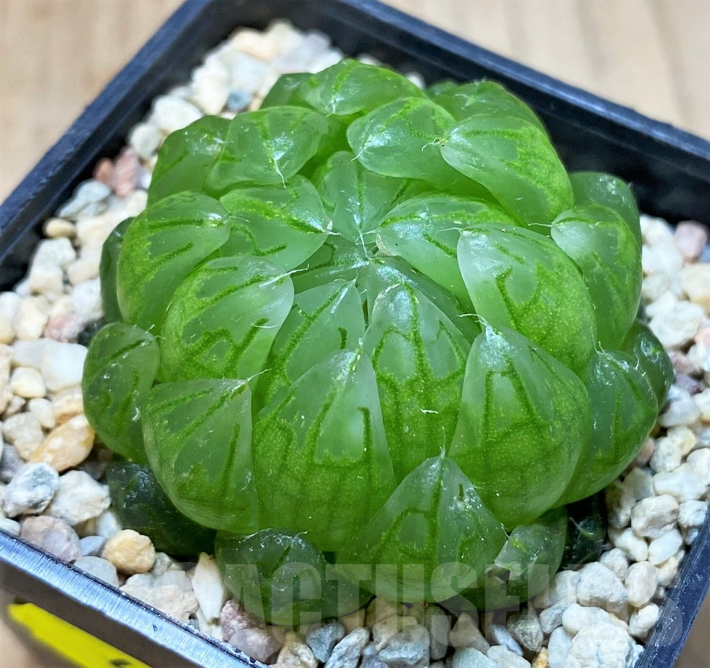 SH4177 Haworthia cooperi 'Led mutant' - Image 3