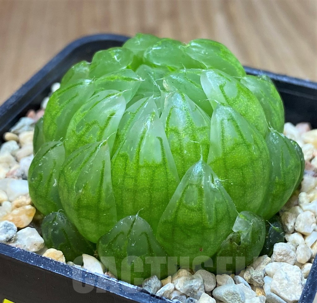 SH4177 Haworthia cooperi 'Led mutant' - Image 2