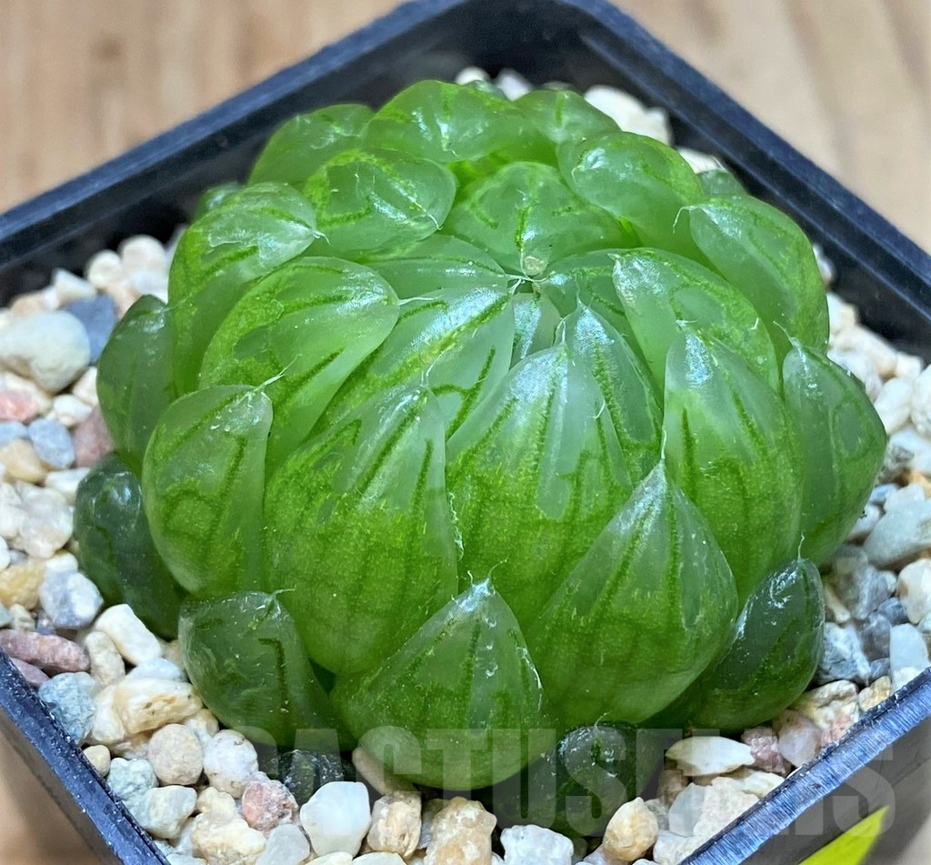 SH4177 Haworthia cooperi 'Led mutant'