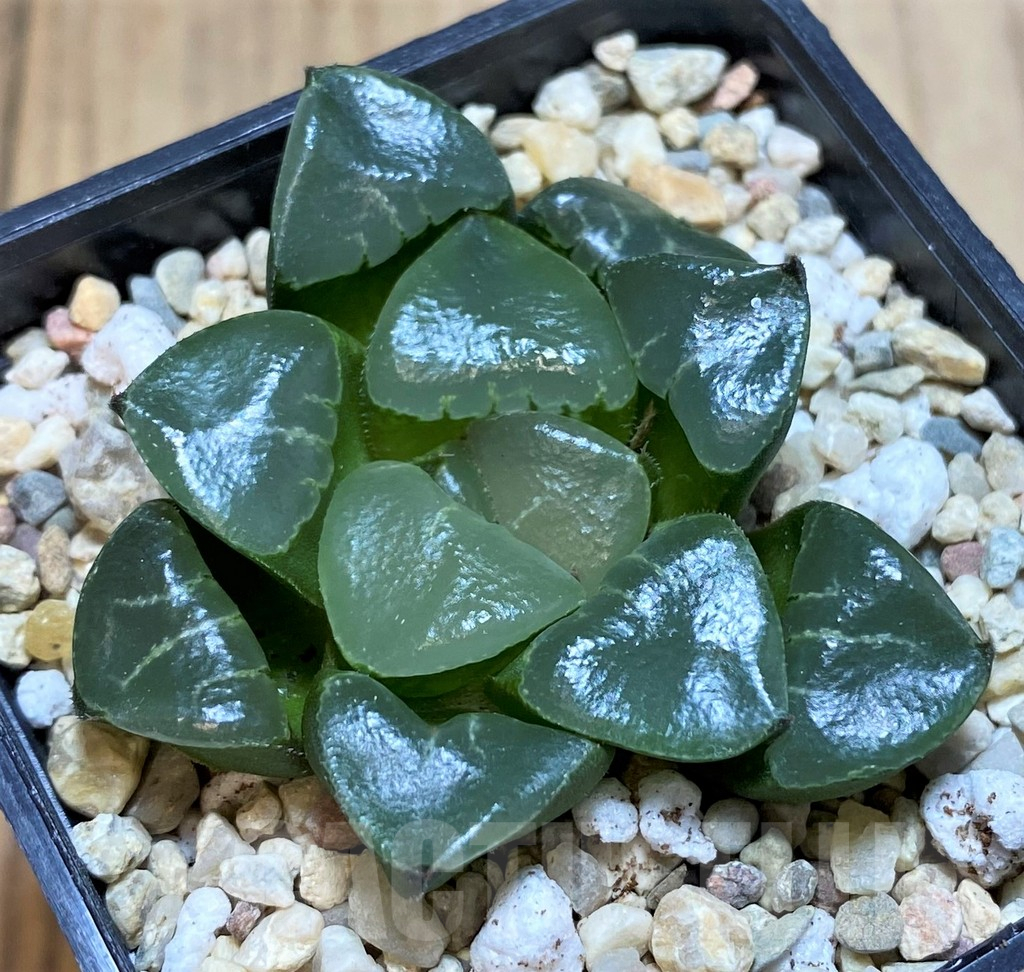 SH4178 Haworthia bayeri 'Princess Jikkei' - Image 2