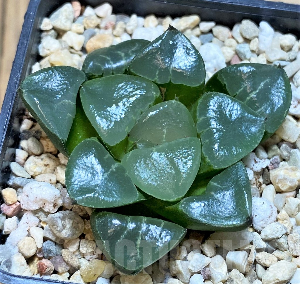 SH4178 Haworthia bayeri 'Princess Jikkei'