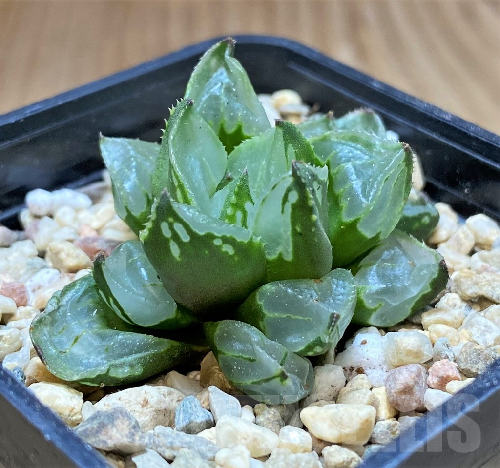 SH4179 Haworthia 'Christmas Candle'