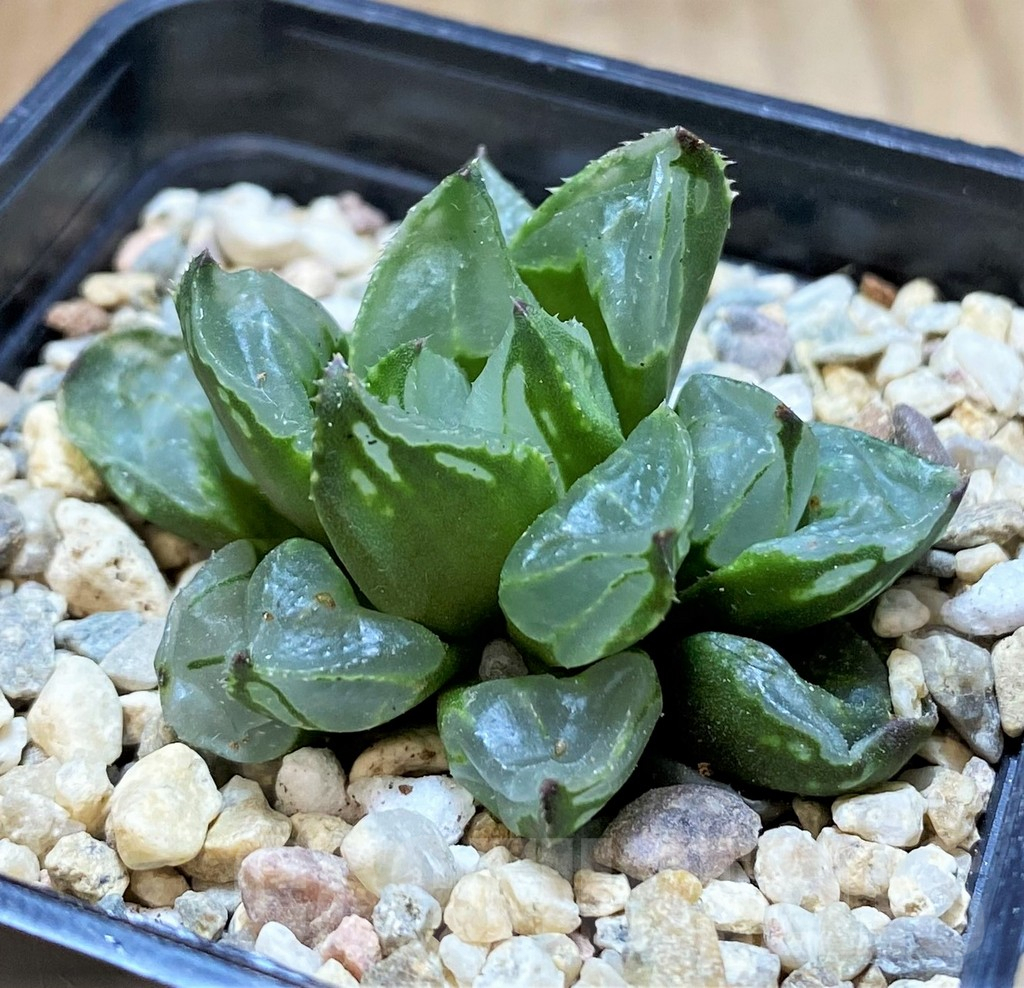SH4179 Haworthia 'Christmas Candle' - Image 2