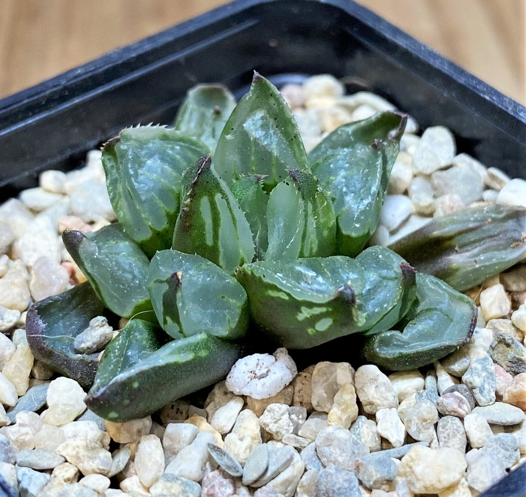 SH4181 Haworthia 'Christmas Candle' - immagine 2