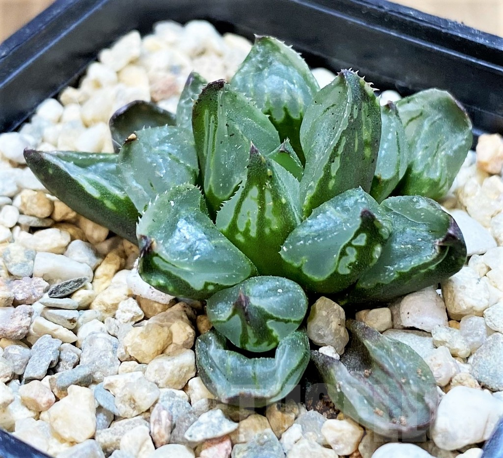 SH4181 Haworthia 'Christmas Candle'