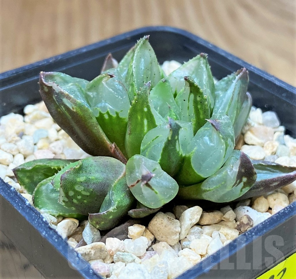 SH4182 Haworthia 'Christmas Candle'