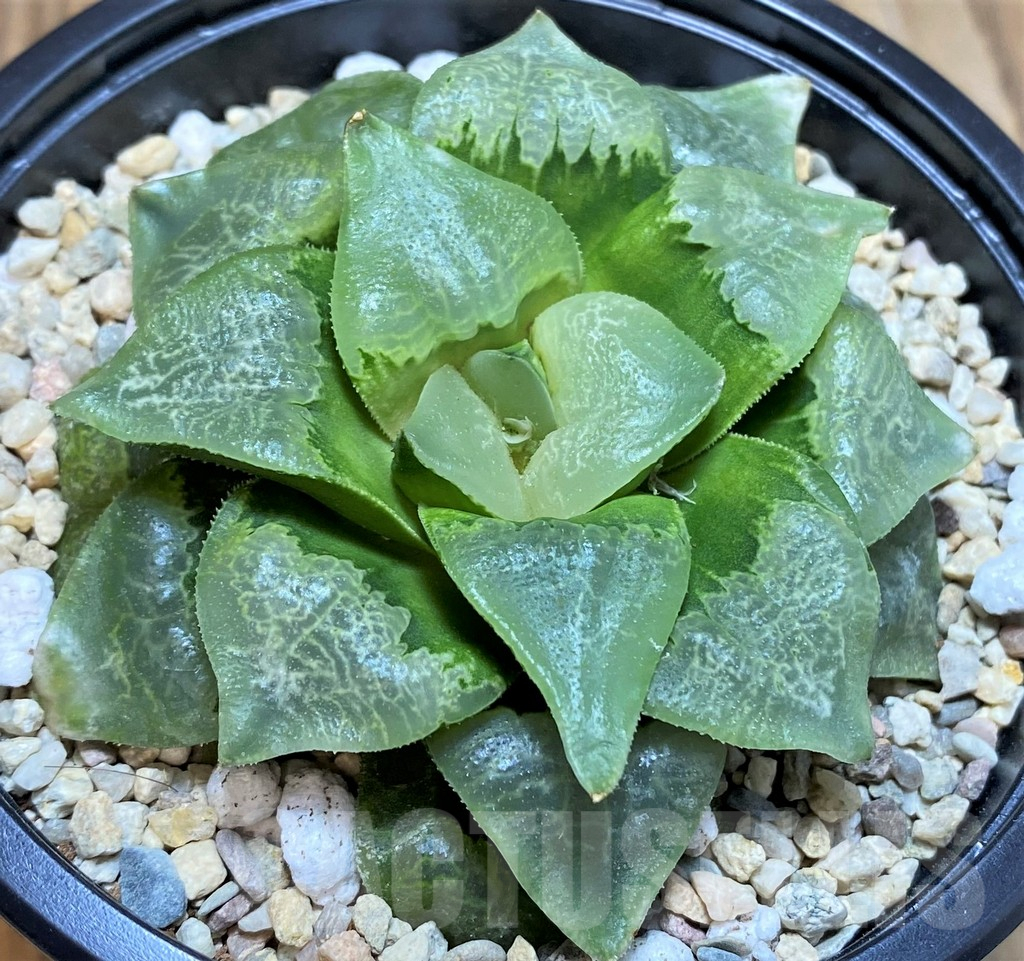SH4224 Haworthia comptoniana 'Xiangyun Ke'