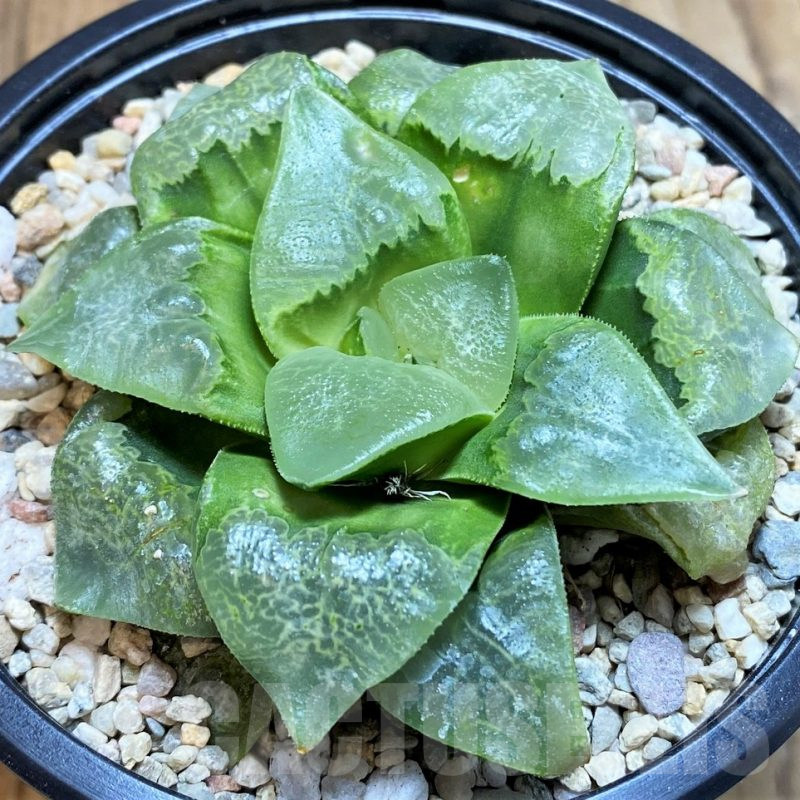 SH4225 Haworthia comptoniana 'Xiangyun Ke'