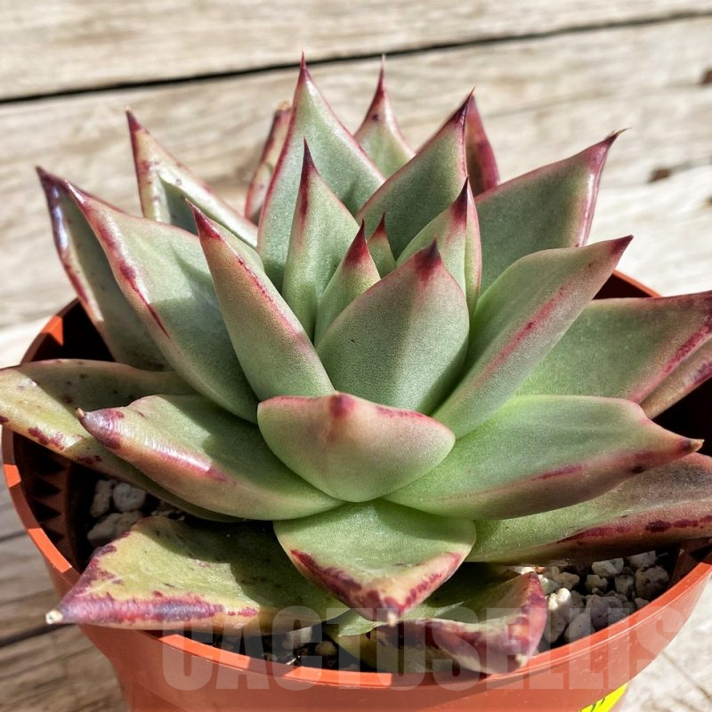 SH4231 Echeveria agavoides 'Ebony'