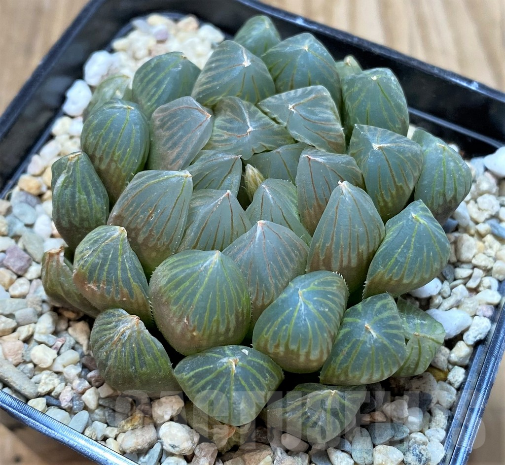 SH4203 Haworthia cooperi 'Black Skin' - immagine 2