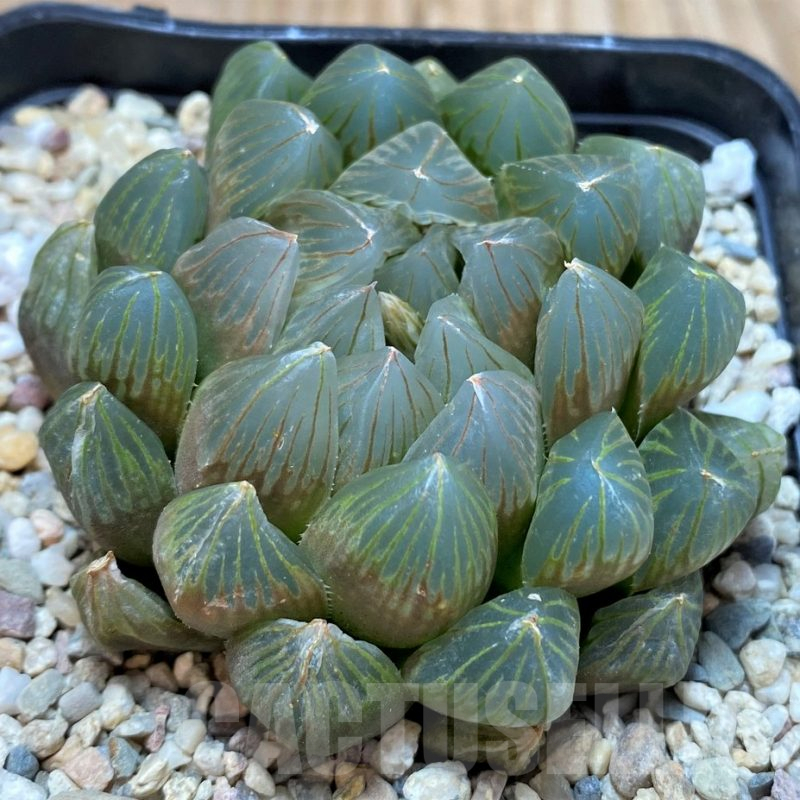 SH4203 Haworthia cooperi 'Black Skin'