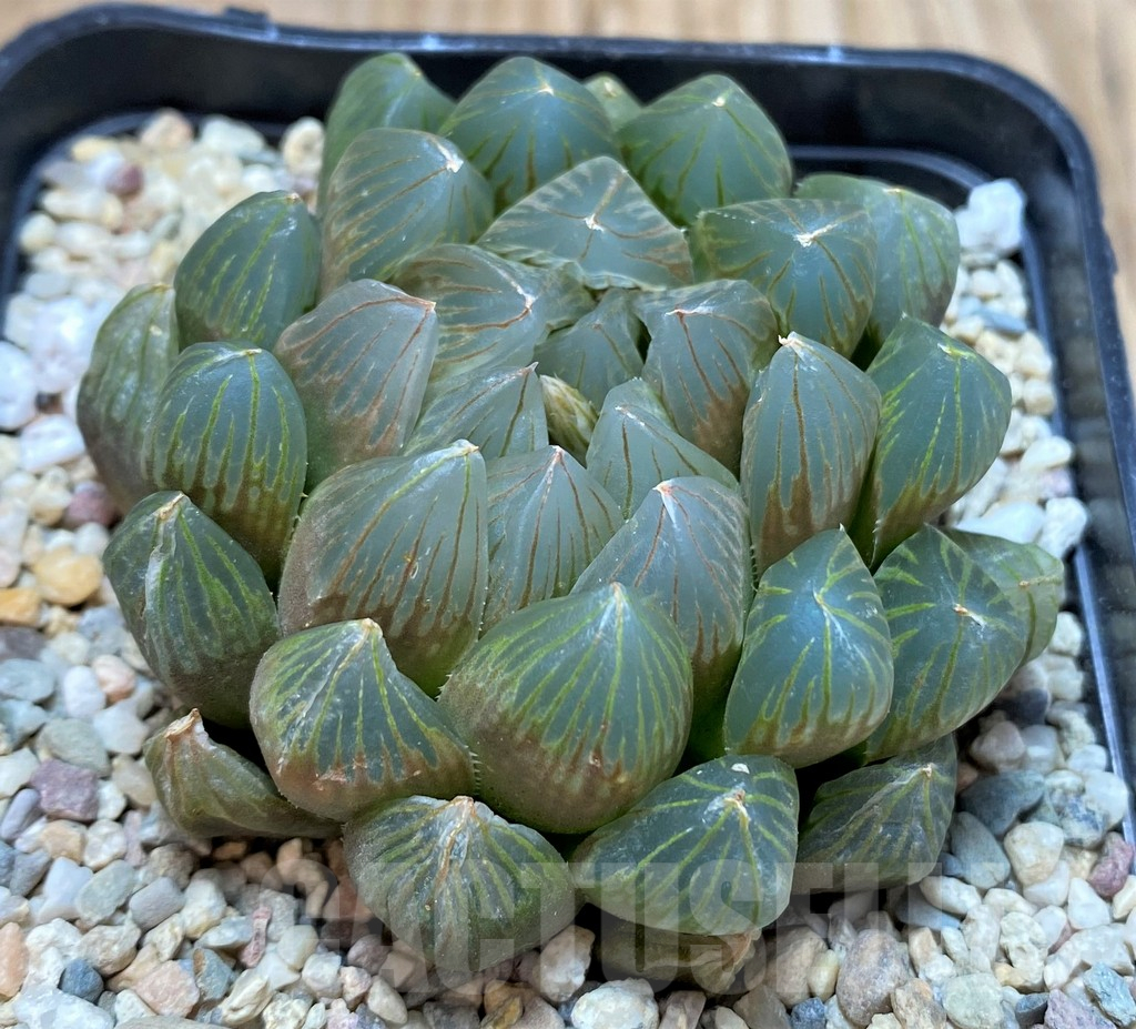 SH4203 Haworthia cooperi 'Black Skin'