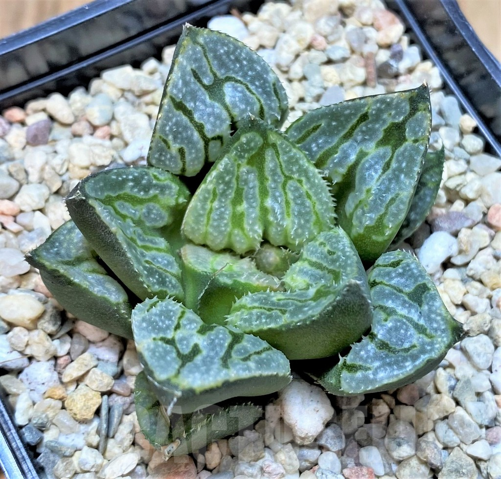 SH4205 Haworthia splendens 'Kyo No Nian'