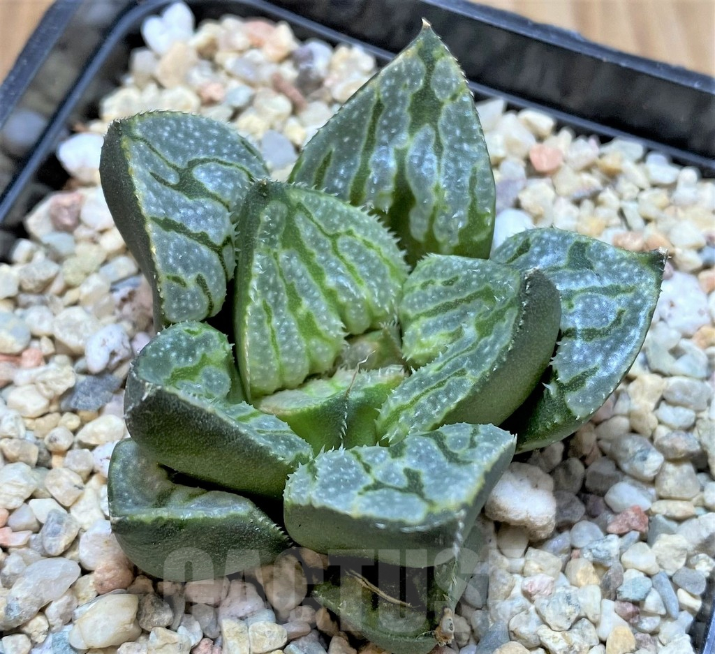 SH4205 Haworthia splendens 'Kyo No Nian' - Image 2