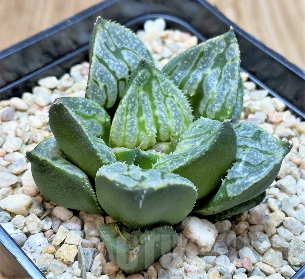 SH4205 Haworthia splendens 'Kyo No Nian' - Image 3